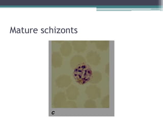 Mature schizonts
 