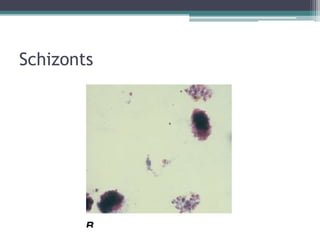Schizonts
 