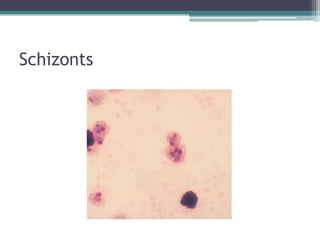 Schizonts
 