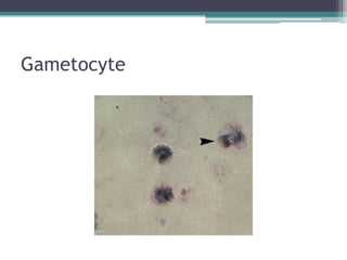Gametocyte
 
