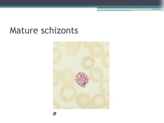 Mature schizonts
 
