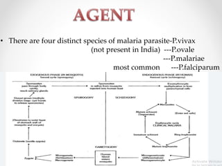 • There are four distinct species of malaria parasite-P.vivax
(not present in India) ---P.ovale
---P.malariae
most common ---P.falciparum
 