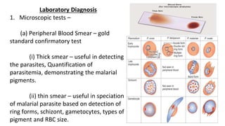 Laboratory Diagnosis
1. Microscopic tests –
(a) Peripheral Blood Smear – gold
standard confirmatory test
(i) Thick smear – useful in detecting
the parasites, Quantification of
parasitemia, demonstrating the malarial
pigments.
(ii) thin smear – useful in speciation
of malarial parasite based on detection of
ring forms, schizont, gametocytes, types of
pigment and RBC size.
 