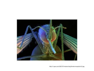 http://s.ngm.com/2007/07/malaria/img/female-mosquito-615.jpg
 