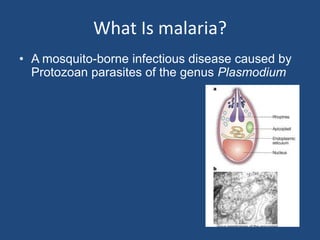 What Is malaria?
• A mosquito-borne infectious disease caused by
  Protozoan parasites of the genus Plasmodium
 