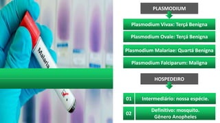02
PLASMODIUM
Plasmodium Vivax: Terçá Benigna
01
Plasmodium Ovale: Terçá Benigna
Plasmodium Malariae: Quartá Benigna
Plasmodium Falciparum: Maligna
HOSPEDEIRO
Definitivo: mosquito.
Gênero Anopheles
Intermediário: nossa espécie.
 