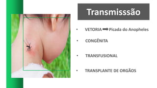 Transmisssão
• VETORIA Picada do Anopheles
• CONGÊNITA
• TRANSFUSIONAL
• TRANSPLANTE DE ORGÃOS
 