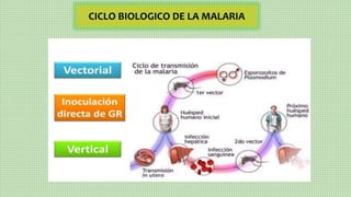 CICLO BIOLOGICO DE LA MALARIA
 