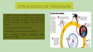 OTROS MODOS DE TRASMISIÓN
1.Debido a que los parásitos que causan la
malaria afectan los glóbulos rojos, las
personas también pueden contraer malaria
por la exposición a sangre infectada; esto
incluye:
2.De la madre al bebé no nacido
3.Mediante una transfusión sanguínea
4.Al compartir agujas utilizadas para
inyectarse drogas
 