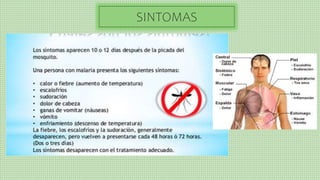SINTOMAS
 