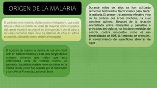 ORIGEN DE LA MALARIA
El parásito de la malaria, el plasmodium falciparum, que cada
año se cobra un millón de vidas (la mayoría niños en países
del tercer mundo) se originó en chimpancés y dio el salto a
los seres humanos hace unos 2-3 millones de años en África
ecuatorial, utilizando como vector al mosquito
Durante miles de años se han utilizado
remedios herbolarios tradicionales para tratar
la malaria.El primer tratamiento efectivo vino
de la corteza del árbol cinchona, la cual
contiene quinina. Después de la relación
encontrada entre mosquitos y parásitos a
principios del siglo xx, se iniciaron medidas de
control contra mosquitos como el uso
generalizado de DDT, la limpieza de drenajes,
el revestimiento de superficies abiertas de
agua
El nombre de malaria se deriva de mal aria ('mal
aire' en italiano medieval). Esta idea surgió de los
antiguos romanos que creían que esta
enfermedad venía de terribles humos de
pantanos. La palabra malaria tiene sus raíces en la
misma teoría, como fue descrita por el historiador
y canciller de Florencia, Leonardo Bruni
 