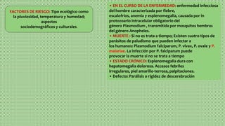 FACTORES DE RIESGO: Tipo ecológico como
la pluviosidad, temperatura y humedad;
aspectos
sociodemográficos y culturales.
• EN EL CURSO DE LA ENFERMEDAD: enfermedad infecciosa
del hombre caracterizada por fiebre,
escalofríos, anemia y esplenomegalia, causada por in
protozoario intracelular obligatorio del
género Plasmodium , transmitida por mosquitos hembras
del género Anopheles.
• MUERTE : Si no es trata a tiempo; Existen cuatro tipos de
parásitos de paludismo que pueden infectar a
los humanos: Plasmodium falciparum, P. vivax, P. ovale y P.
malariae. La infección por P. falciparum puede
provocar la muerte si no se trata a tiempo
• ESTADO CRÓNICO: Esplenomegalia dura con
hepatomegalia dolorosa. Accesos febriles
irregulares, piel amarillo-terrosa, palpitaciones.
• Defecto: Parálisis o rigidez de descerebración
 