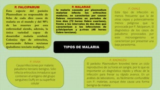 TIPOS DE MALARIA
P. FALCIPARUM
Esta especie del parásito
Plasmodium es responsable de
0cho de cada diez casos de
malaria en el mundo y del 90%
de las muertes por esta
enfermedad siendo, además, la
única variedad capaz de
desarrollar malaria cerebral.
Coloniza tipo de eritrocitos,
provocando fiebres tercianas
(paludismo terciario maligno).
P. MALARIAE
la malaria causada por plasmodium
malariae infecta los eritrocitos
maduros. se caracteriza por causar
fiebres recurrentes en períodos de
tres días (72 horas: fiebre cuartana),
frente a los intervalos de dos días que
caracterizan a las infecciones de
p.falciparium y p.vivax (48 horas:
fiebre terciana).
P. OVALE
Este tipo de infección es
menos frecuente que la de
otras cepas y potencialmente
menos peligrosa que la
provocada por P. falciparum. El
diagnóstico de los casos de
paludismo provocados por
este microorganismo se
caracterizan por presentar una
baja parasitemia.
P. VIVAX
Causa infecciones por malaria:
paludismo terciario benigno. Sólo
infecta eritrocitos inmaduros que
contienen el antígeno del grupo
sanguíneo Duffy en su superficie
celular
P. KNOWLESI
El parásito Plasmodium knowlesi tiene un ciclo
reproductivo de 24 horas en sangre, por lo que es
importante un diagnóstico rápido y eficaz de la
infección para frenar su rápido avance. En un
análisis de laboratorio, es fácilmente confundible
con P. malariae, aunque éste causa una forma
benigna de malaria
 
