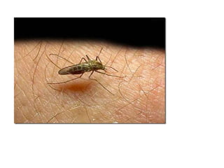 Malaria 13