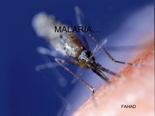 MALARIA…   FAHAD 