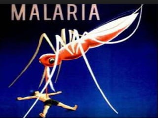 MALARIA
 