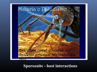 Sporozoite - host interactions
Malaria o Paludismo
Dra. Clara Isabel González
Profesor principal Microbiología-
2011
 