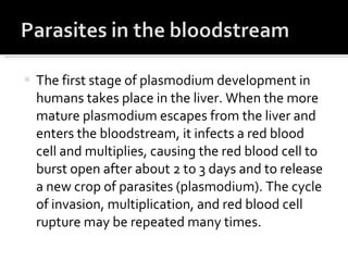 The first stage of plasmodium development in humans takes place in the liver. When the more mature plasmodium escapes from the liver and enters the bloodstream, it infects a red blood cell and multiplies, causing the red blood cell to burst open after about 2 to 3 days and to release a new crop of parasites (plasmodium). The cycle of invasion, multiplication, and red blood cell rupture may be repeated many times. 