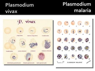 Plasmodium malaria 