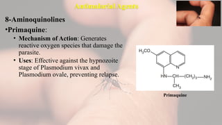 Antimalarial Agents
8-Aminoquinolines
•Primaquine:
• Mechanism of Action: Generates
reactive oxygen species that damage the
parasite.
• Uses: Effective against the hypnozoite
stage of Plasmodium vivax and
Plasmodium ovale, preventing relapse.
Primaquine
 