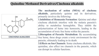 The mechanism of action (MOA) of cinchona
alkaloids, particularly quinine and its derivatives,
primarily involves the following:
1.Inhibition of Hemozoin Formation: Quinine and other
cinchona alkaloids interfere with the malaria parasite's
ability to metabolize hemoglobin. They inhibit the
polymerization of heme into hemozoin, leading to the
accumulation of toxic free heme within the parasite.
2.Disruption of Parasite Metabolism: By accumulating
free heme, these drugs create a toxic environment for the
parasite, ultimately leading to its death.
3.Effects on Ion Channels: Some cinchona alkaloids, like
quinidine, also affect ion channels in the parasite, which
can disrupt its cellular functions.
CINCHONA ALKALOIDS
Quinoline Methanol Derivatives/Cinchona alkaloids
 