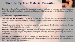 The Life Cycle of Malarial Parasites
The life cycle of Plasmodium, the causative agent of malaria, is complex and involves two
hosts: the female Anopheles mosquito and humans. This cycle can be divided into several key
stages:
1. Sporozoite Stage (Transmission)
•Infection of the Mosquito: The cycle begins when a female Anopheles mosquito bites an
infected human, ingesting blood containing Plasmodium gametocytes (the sexual form of the
parasite).
•Gametogenesis: Inside the mosquito's gut, the gametocytes develop into male and female
gametes, which fuse to form a zygote.
•Oocyst Formation: The zygote develops into an oocyst, which attaches to the gut wall of the
mosquito. Inside the oocyst, the parasite undergoes multiple divisions, producing thousands of
sporozoites.
•Release of Sporozoites: After a period of development, the oocyst bursts, releasing
sporozoites into the mosquito's hemolymph. These sporozoites migrate to the salivary glands of
the mosquito, ready for transmission.
 