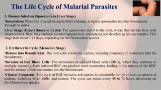 The Life Cycle of Malarial Parasites
2. Human Infection (Sporozoite to Liver Stage)
•Inoculation: When the infected mosquito bites a human, it injects sporozoites into the bloodstream
through its saliva.
Liver Stage (Exoerythrocytic Cycle): The sporozoites travel to the liver, where they invade liver cells
(hepatocytes). Here, they undergo asexual reproduction, multiplying and developing into merozoites. This
stage lasts about 7-14 days, depending on the Plasmodium species.
3. Erythrocytic Cycle (Merozoite Stage)
•Release into Bloodstream: The liver cells eventually rupture, releasing thousands of merozoites into the
bloodstream.
•Invasion of Red Blood Cells: The merozoites invade red blood cells (RBCs), where they continue to
multiply asexually. Each infected RBC can produce more merozoites, leading to the rupture of the RBC
and the release of new merozoites into the bloodstream.
•Clinical Symptoms: This cycle of RBC invasion and rupture is responsible for the clinical symptoms of
malaria, including fever, chills, and anemia. The cycle can repeat every 48 to 72 hours, depending on
the Plasmodium species.
 