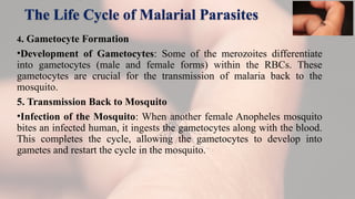 The Life Cycle of Malarial Parasites
4. Gametocyte Formation
•Development of Gametocytes: Some of the merozoites differentiate
into gametocytes (male and female forms) within the RBCs. These
gametocytes are crucial for the transmission of malaria back to the
mosquito.
5. Transmission Back to Mosquito
•Infection of the Mosquito: When another female Anopheles mosquito
bites an infected human, it ingests the gametocytes along with the blood.
This completes the cycle, allowing the gametocytes to develop into
gametes and restart the cycle in the mosquito.
 
