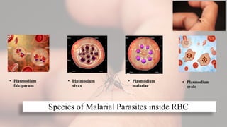 Species of Malarial Parasites inside RBC
• Plasmodium
falciparum
• Plasmodium
vivax
• Plasmodium
malariae
• Plasmodium
ovale
 