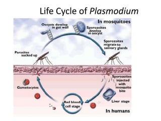 Life Cycle of Plasmodium