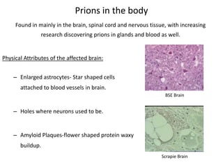 Maggot infested grains13Not only is this rendered protein used in the food we feed our pets and food animals, it is in the products we use everyday. The fat is skimmed off of the top of the vat during the rendering process and used to make “marshmallows and cereal bars, … lipstick and hand lotion and garden fertilizers, tires and yogurt and breath mints.”
