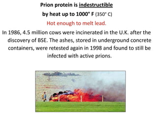 Symptoms of Bovine Spongiform Encephalopathyrestlessnessaggressivenessloss of motor functionloss of appetiteconvulsionsblindnessself mutilation