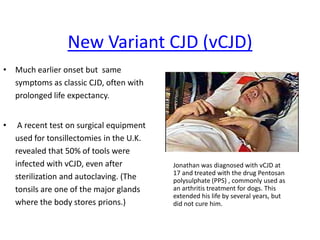 KuruCannibal culture of Papua New Guinea. Affected mostly women and children, with a small amount of men. anywhere from 5 to 10 percent of the population died each year from kuru.When loved one died, men ate muscle portions and women and children were left with the lesser organs and brain, where we now know prions tend to cluster. The rare male cases occurred because of the possible 20 to 30 year dormancy period of prions where the infectious agents were ingested as children.