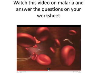 Watch this video on malaria and answer the questions on your worksheet