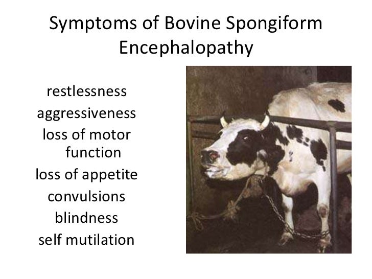 Malaria and bovine spon orm encephalitis malaria and bovine spon orm encephalitis