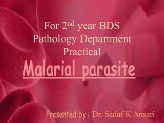 For 2nd year BDS 
Pathology Department 
Practical 
Dr. Sadaf K Ansari 
 
