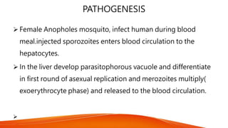 PATHOGENESIS
 Female Anopholes mosquito, infect human during blood
meal.injected sporozoites enters blood circulation to the
hepatocytes.
 In the liver develop parasitophorous vacuole and differentiate
in first round of asexual replication and merozoites multiply(
exoerythrocyte phase) and released to the blood circulation.

 