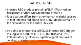 PATHOGENESIS
Infected RBC produce protein pfEMP1(Plasmodium
falciparum erythrocyte Membrane Protein 1
P. falciparum differs from other human malarial species
in that infected red blood cells (iRBC) do not remain in
the circulation for the entire life cycle.
Irbc bind to endothelia cell CD36,Infected RBC Trigger
microglia to produce IL-1,IL-6,,TNF,ROS and RNS,
Inflammatory cytokines→→pathological features of
cerebral malaria.
 