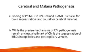 Cerebral and Malaria Pathogenesis
 Binding of PfEMP1 to EPCR28 and ICAM1 is crucial for
brain sequestration (and causal for cerebral malaria),
 While the precise mechanisms of CM pathogenesis
remain unclear, a hallmark of CM is the sequestration of
iRBCs in capillaries and postcapillary venules.
 