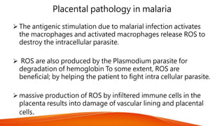 Placental pathology in malaria
 The antigenic stimulation due to malarial infection activates
the macrophages and activated macrophages release ROS to
destroy the intracellular parasite.
 ROS are also produced by the Plasmodium parasite for
degradation of hemoglobin To some extent, ROS are
beneficial; by helping the patient to fight intra cellular parasite.
 massive production of ROS by infiltered immune cells in the
placenta results into damage of vascular lining and placental
cells.
 