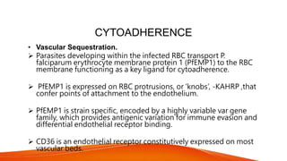 CYTOADHERENCE
• Vascular Sequestration.
 Parasites developing within the infected RBC transport P.
falciparum erythrocyte membrane protein 1 (PfEMP1) to the RBC
membrane functioning as a key ligand for cytoadherence.
 PfEMP1 is expressed on RBC protrusions, or ‘knobs’, -KAHRP ,that
confer points of attachment to the endothelium.
 PfEMP1 is strain specific, encoded by a highly variable var gene
family, which provides antigenic variation for immune evasion and
differential endothelial receptor binding.
 CD36 is an endothelial receptor constitutively expressed on most
vascular beds.
 