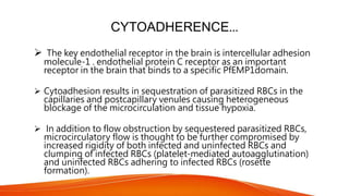 CYTOADHERENCE...
 The key endothelial receptor in the brain is intercellular adhesion
molecule-1 . endothelial protein C receptor as an important
receptor in the brain that binds to a specific PfEMP1domain.
 Cytoadhesion results in sequestration of parasitized RBCs in the
capillaries and postcapillary venules causing heterogeneous
blockage of the microcirculation and tissue hypoxia.
 In addition to flow obstruction by sequestered parasitized RBCs,
microcirculatory flow is thought to be further compromised by
increased rigidity of both infected and uninfected RBCs and
clumping of infected RBCs (platelet-mediated autoagglutination)
and uninfected RBCs adhering to infected RBCs (rosette
formation).
 