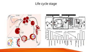 Life cycle stage
 