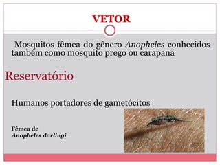 VETOR
Mosquitos fêmea do gênero Anopheles conhecidos
também como mosquito prego ou carapanã

Reservatório
Humanos portadores de gametócitos
Fêmea de
Anopheles darlingi

 
