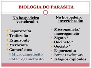BIOLOGIA DO PARASITA
No hospedeiro
vertebrado:
Esporozoíta
Trofozoíta
Esquizonte
Merozoíta
Gametócitos
 Microgametócito
 Macrogametócito

No hospedeiro
invertebrado:
• Microgameta/
macrogameta
• Zigoto *
• Oocineto *
• Oocisto *
• Esporozoíta
• Formas evolutivas
* Estágios diplóides

 