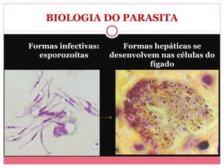 BIOLOGIA DO PARASITA
Formas infectivas:
esporozoítas

Formas hepáticas se
desenvolvem nas células do
fígado

 