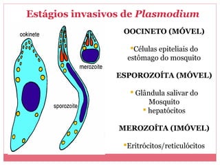 Estágios invasivos de Plasmodium
OOCINETO (MÓVEL)
Células epiteliais do
estômago do mosquito
ESPOROZOÍTA (MÓVEL)
 Glândula salivar do
Mosquito
 hepatócitos
MEROZOÍTA (IMÓVEL)
Eritrócitos/reticulócitos

 