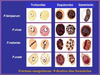 Formas sanguíneas dentro das hemácias

 
