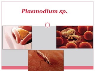 Plasmodium sp.

 