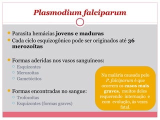 Plasmodium falciparum
 Parasita hemácias jovens e maduras
 Cada ciclo esquizogônico pode ser originados até 36

merozoítas

 Formas aderidas nos vasos sanguíneos:




Esquizontes
Merozoítas
Gametócitos

 Formas encontradas no sangue:



Trofozoítas
Esquizontes (formas graves)

Na malária causada pelo
P. falciparum é que
ocorrem os casos mais
graves, muitos deles
requerendo internação e
com evolução, às vezes
fatal.

 